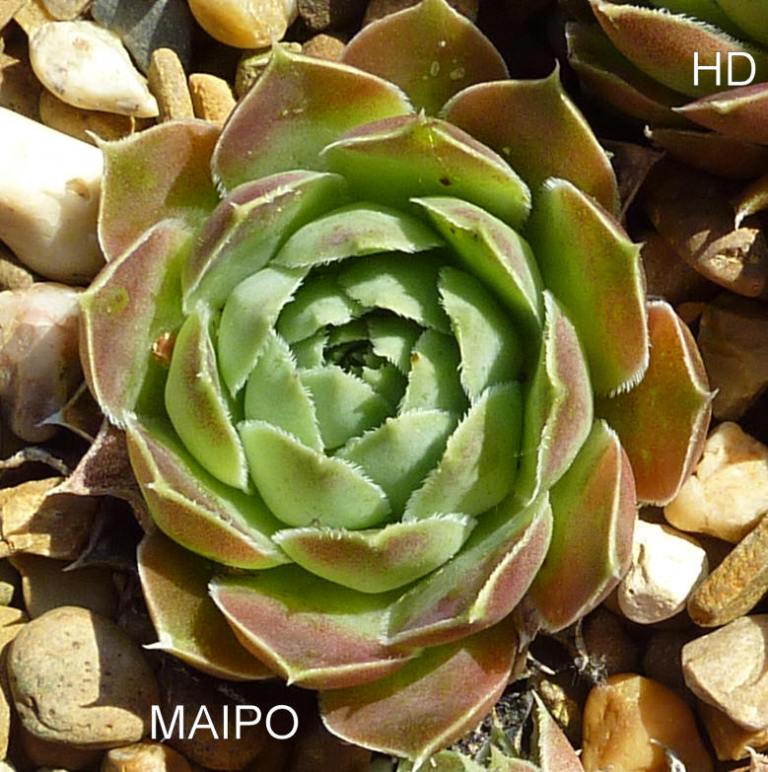 Maipo / Jovi