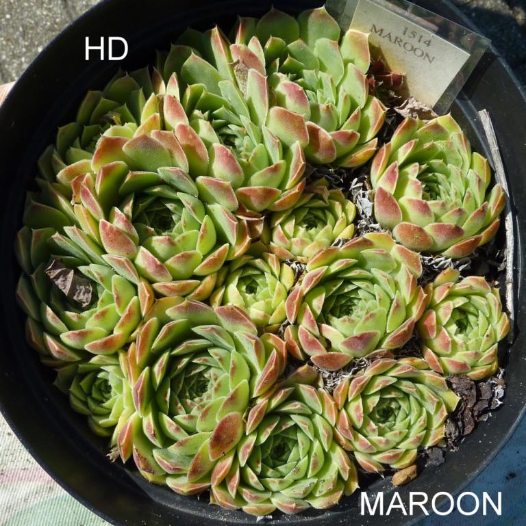Maroon / Jovi