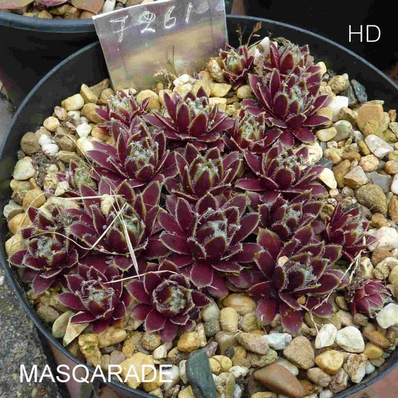 Masqarade