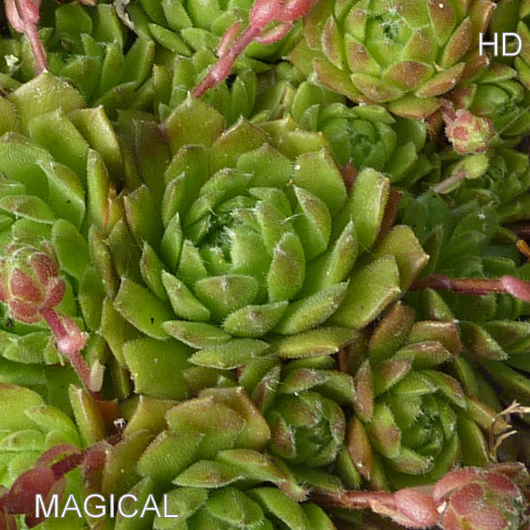Magical