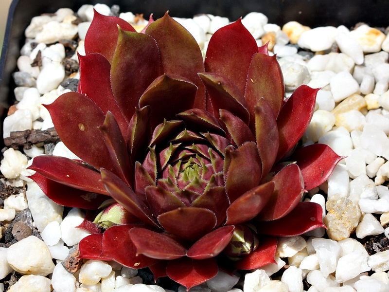 Marland Ruby