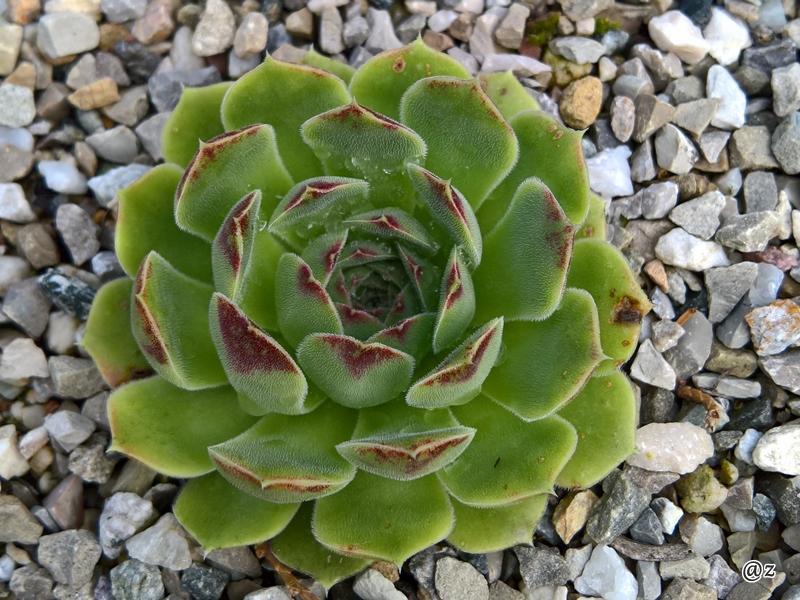 Maroon / Jovi