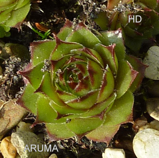 Aruma