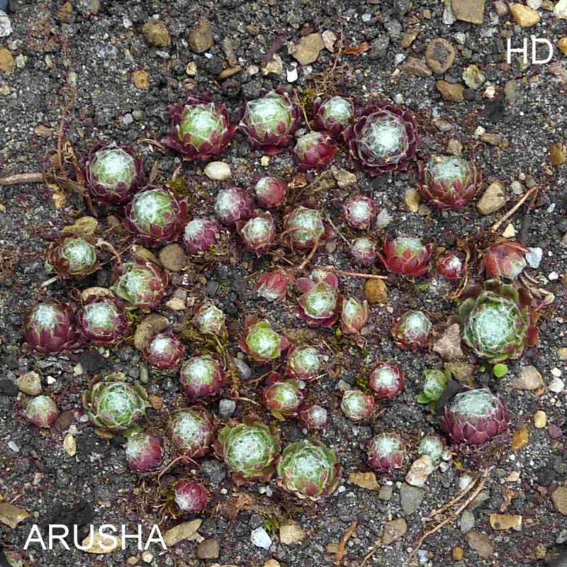 Arusha