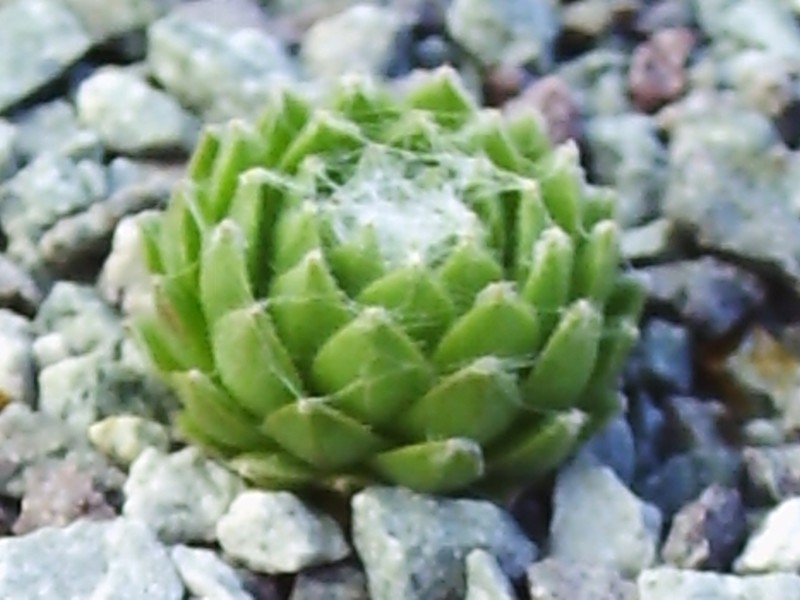 Arusha