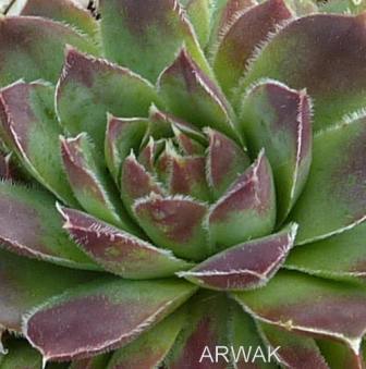 Arwak / Jovi
