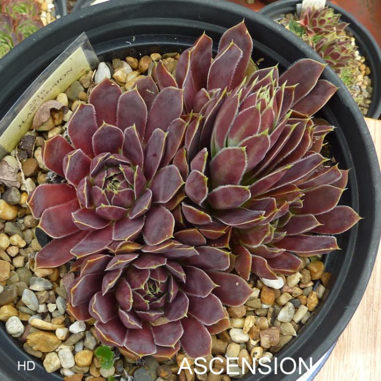 Ascension / Jovi