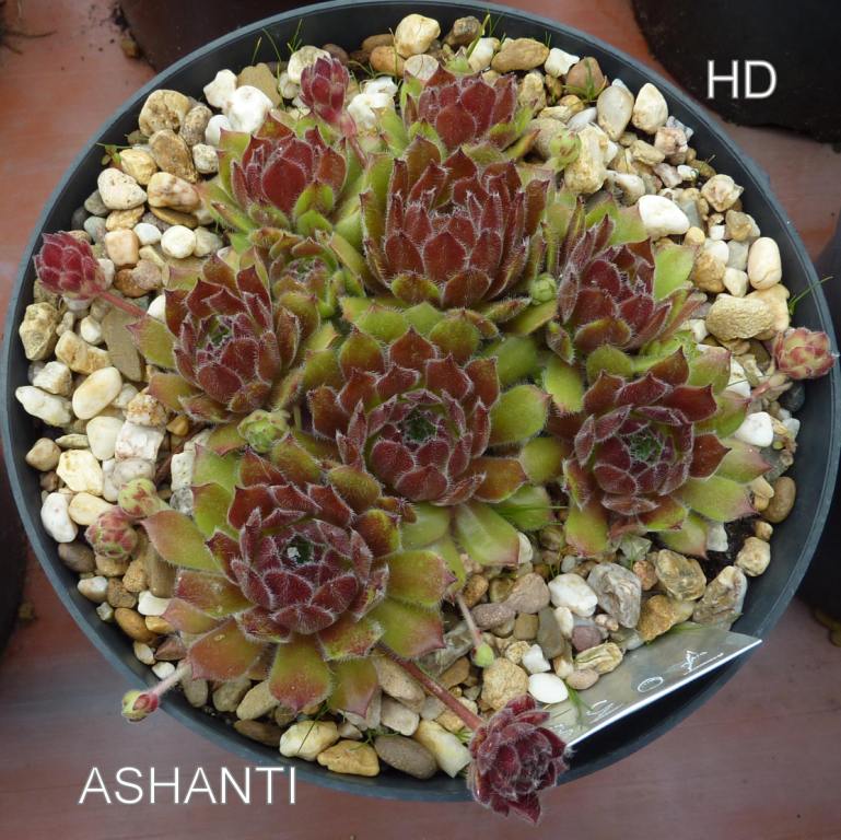 Ashanti