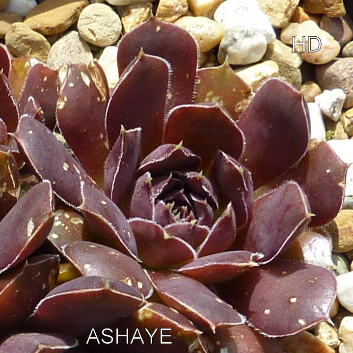 Ashaye / Jovi