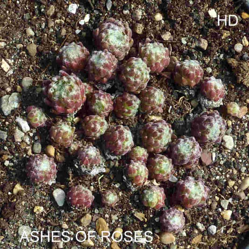 Ashes of Roses
