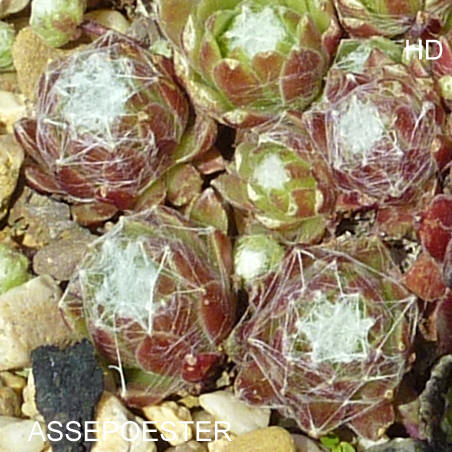 Assepoester