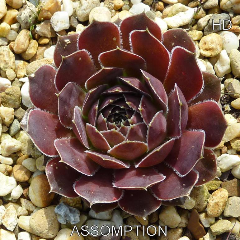 Assomption / Jovi