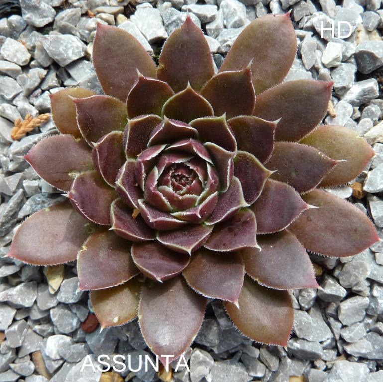 Assunta / Jovi