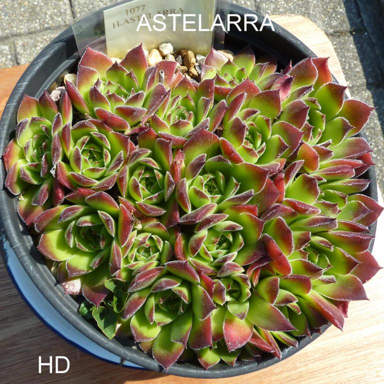 Astelarra / Jovi