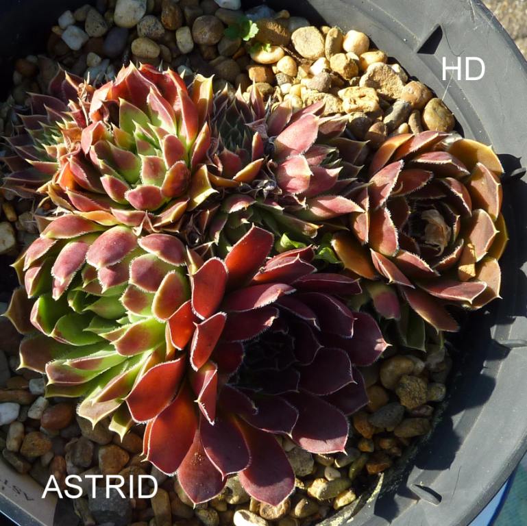 Astrid / Jovi