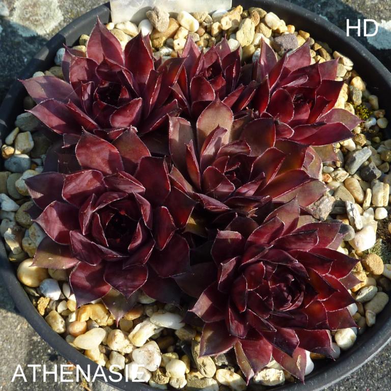 Athenasie