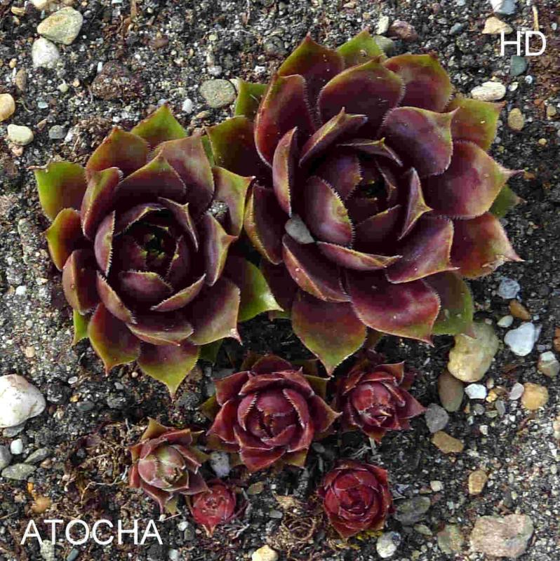 Atocha