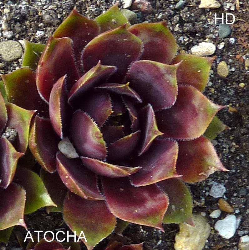 Atocha