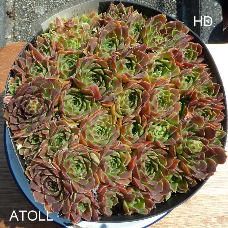 Atoll / Jovi