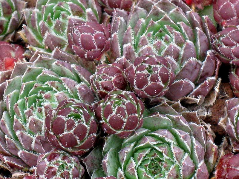 Atropurpureum / Jovi