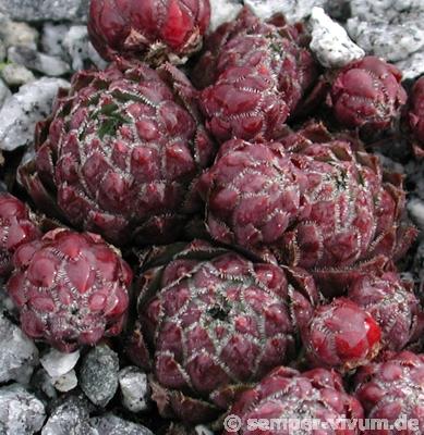 Atropurpureum / Jovi