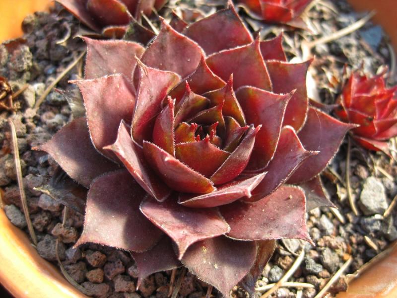 Atropurpureum