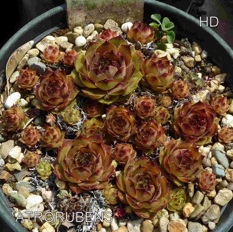 Atrorubens
