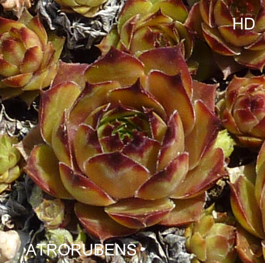 Atrorubens