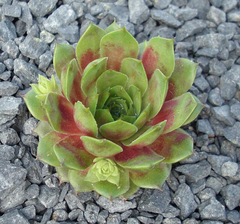 Atroviolaceum Heimlich 2