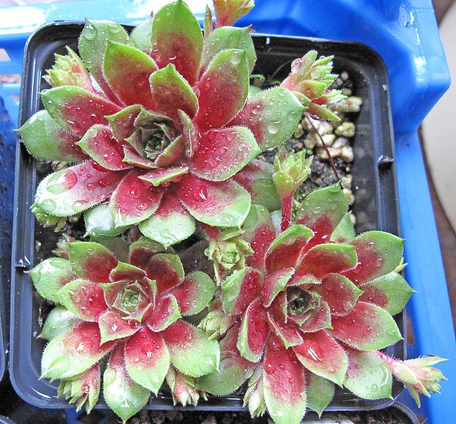 Atroviolaceum Heimlich 2