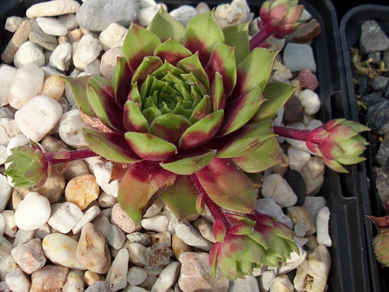 Atroviolaceum Heimlich 2