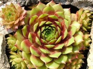 Atroviolaceum Heimlich 2