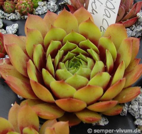 Atroviolaceum Heimlich 2