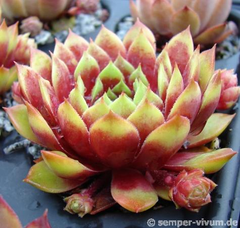 Atroviolaceum Heimlich 2