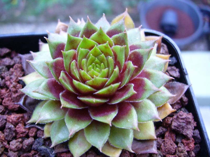 Atroviolaceum Heimlich 2