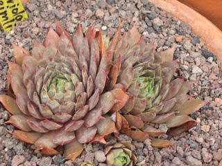 Atroviolaceum Heimlich
