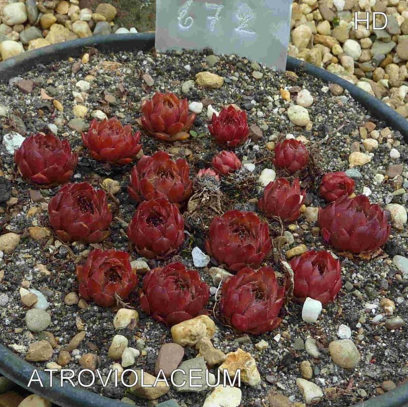 Atroviolaceum
