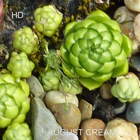 August Cream / Jovi