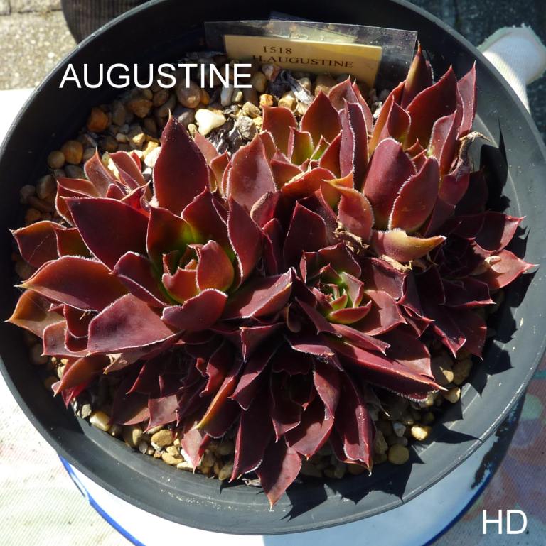 Augustine / Jovi