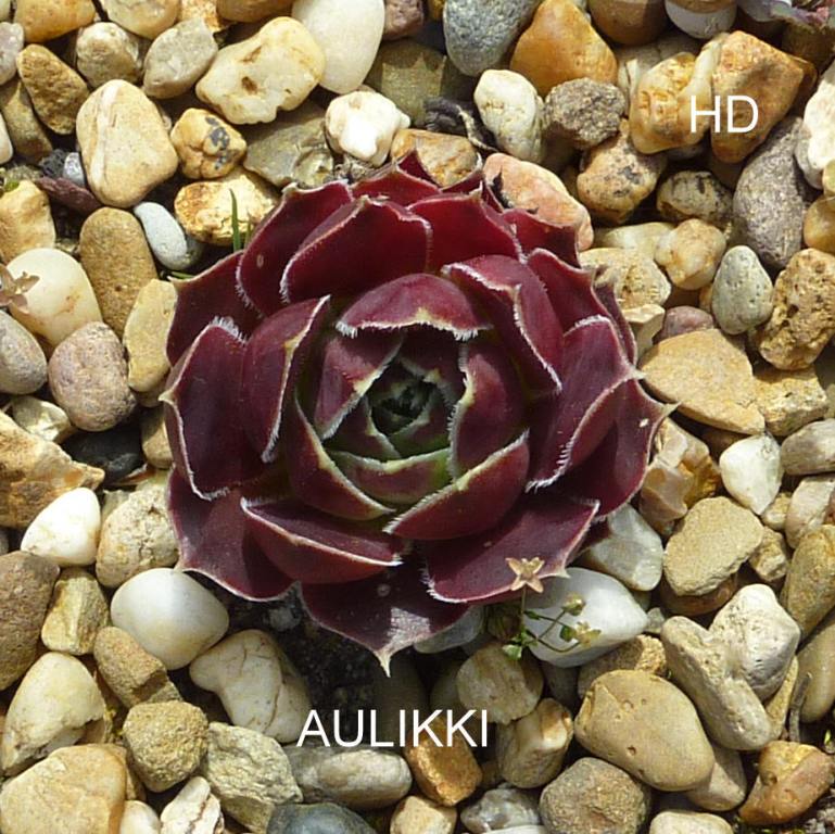 Aulikki / Jovi