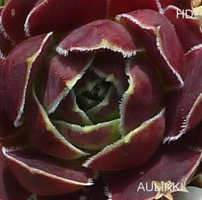Aulikki / Jovi
