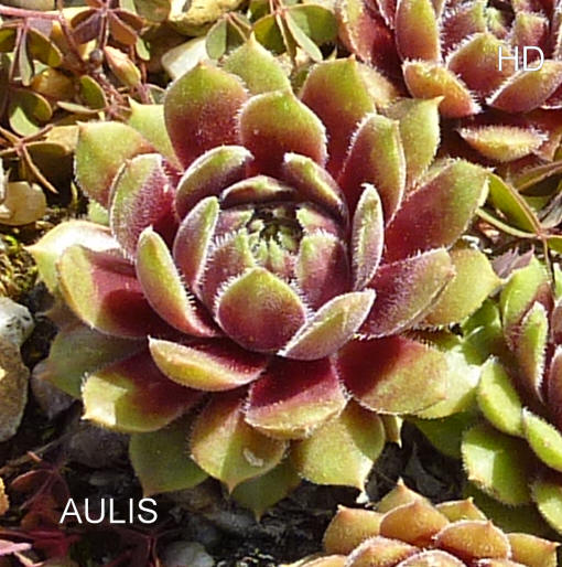 Aulis
