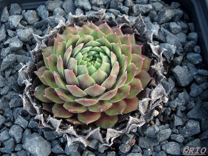 Aulis