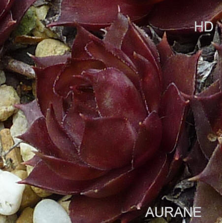 Aurane