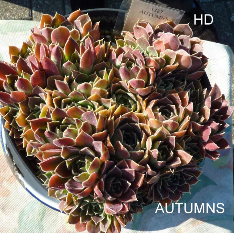 Autumns / Jovi