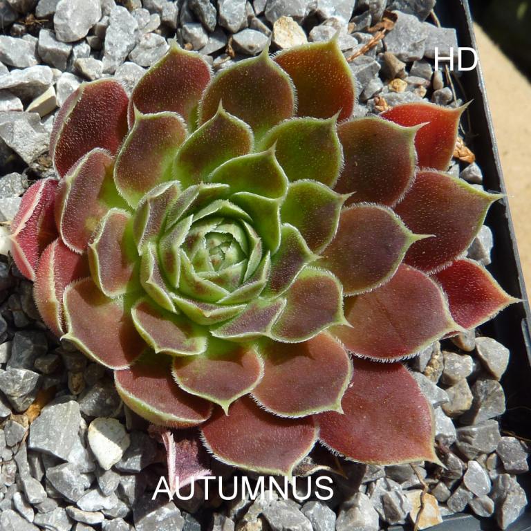 Autumns / Jovi