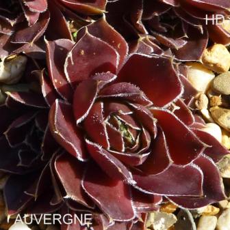 Auvergne / Jovi
