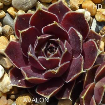 Avalon / Jovi