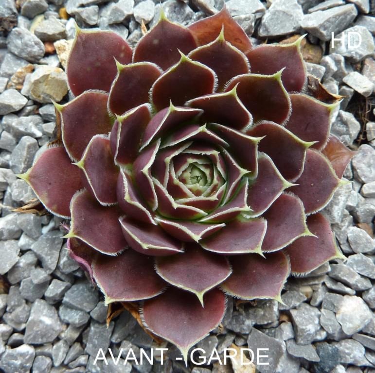 Avant Garde / Jovi