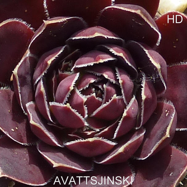 Avatsjinski / Jovi